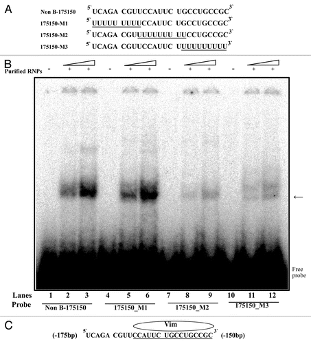 Figure 6. REMSA analysis of vimentin binding motif using mutant RNA-oligonucleotide sequences. (A) Representation of RNA-oligonucleotide sequence (Non B-175150) and mutant RNA-oligonucleotide sequences (175150-M1 ~175–150-M3). (B) REMSAs were performed using 32P-labeled wild-type (Non B-175150) and mutated oligonucleotides (175150-M1, M2 and M3) as probes with non-labeled purified RNPs by RNA-affinity purification. Lanes 1, 4, 7 and 10, probe alone; lanes 2, 5, 8 and 11, purified RNPs (15 ug) with indicated probe; lanes 3, 6, 9 and 12, purified RNPs (30 ug) with indicated probe. The arrow indicates the protein-RNA complexes. (C) Schematic representation of the binding motif for vimentin on the RNA sequence. These data are representative of 2 independent experiments.