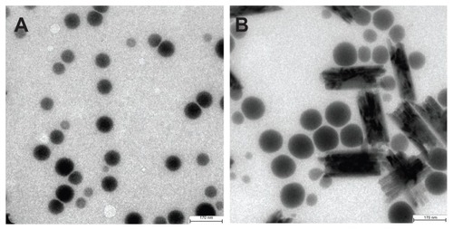 Figure 1 Heat treatment changes the size and the structure of 80 nm selenium nanoparticles. (A) Unheated precursor selenium nanoparticles. (B) Precursor selenium nanoparticle solution after heating at 90°C for one hour.Note: The bar in A and B represents 170 nm.