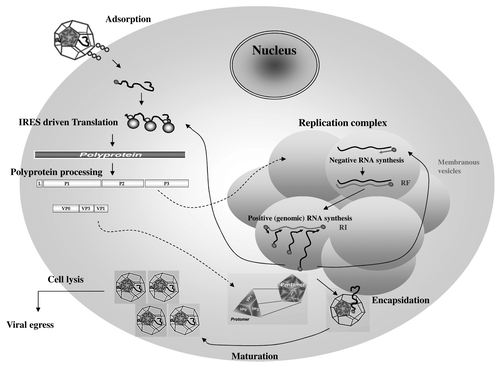 Figure 2. Encephalomyocarditis viral replication cycle. The virion binds to a cellular receptor. After uncoating, the genomic RNA is released by an unknown mechanism. Internalization (~1–2 h). Once in the cytoplasm, the VPg protein is detached to the 5′ end of the genome, the translation is initiated at the IRES that require the PTB cellular protein, the polyprotein is synthesized. Translation (~2.5–3 h). The polyprotein is cleaved during and after the translation, leading to precursors or mature proteins. Some of those proteins allow formation of the membranous vesicles where genome replication will occur. The positive genomic RNA is replicated into negative RNA thanks to the VPg-pUpU that serves as a primer for the 3D polymerase. The negative RNA syntesis leads to the production of a double stranded RNA molecule, the replication form (RF). The newly synthesized negative RNA in turn, serves as templates for synthesis of positive RNAs in the replication intermediate (RI). Replication (~3–4 h). Those new positive genomic RNAs will either serve for translation after removal of VPg, serve as matrix for synthesis of new viral RNAs or will be encapsidated. The viral capsid proteins VP0, VP1 and VP3 auto-assemble into a protomer. Five protomers will assemble into pentamers and 12 of them will form the icosahedric capsid. Encapsidation (~4–6 h). After RNA encapsidation, cleavage of the precursor VP0 into VP2 and VP4 allows maturation of the virion. Virions are then egress by cell lysis. Egress (~6–10 h). (Modified from ref. Citation177).