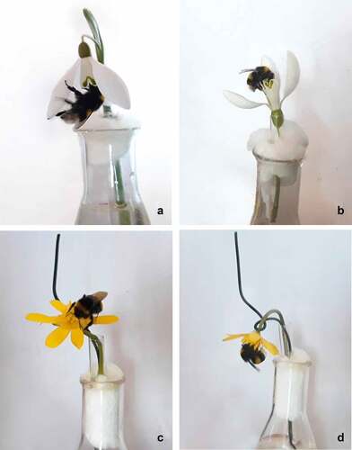 Figure 1. Examples of bumblebees visiting a) intact snowdrop flower with downward angle, b) treated snowdrop flower with upward angle, c) intact lesser celandine flower with upward angle and d) treated lesser celandine flower with upward angle in the laboratory.