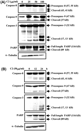 Fig. 3. C2 fraction-induced apoptosis involves the activation of caspase-8, caspase-9, and caspase-3 and inactivation of PARP.Notes: (A) A dose-dependent experiment. HL-60 cells (7.5 × 105/5 mL/6 cm dish) were treated with 0, 25, 50, and 100 μg/mL of C2 fraction for 24 h, and the whole-cell lysate was used for Western blotting analysis with the indicated specific antibodies, respectively. (B) A time-dependent experiment. HL-60 cells (7.5 × 105/5 mL/6 cm dish) were treated with 50 μg/mL of C2 fraction for 12 and 24 h, and the whole-cell lysate was used for Western blotting analysis with the indicated specific antibodies, respectively. The result is a representative of triple experiments shown.