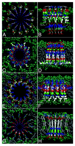 Figure 3. Possible models of Aβ dodecameric ion channels. The 12 peptides are colored by residue type: blue, positively charged; red, negative; green, polar; white, nonpolar. Top (A,C,E,G) and lateral (B,D,F,H) views of several models (see text).