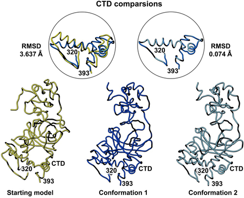 Figure 5. Side-by-side comparison of the refined p53 monomer models emphasizing the C-terminal domain (CTD). Model alignments were evaluated for the starting model (PDB code, 8F2I, yellow) with respect to the two new refined models using the Chimera program and the structure comparison tools. Differences in c-alpha backbones were quantified using RMSD values. Conformation 1 is in dark blue while conformation 2 is colored light blue.