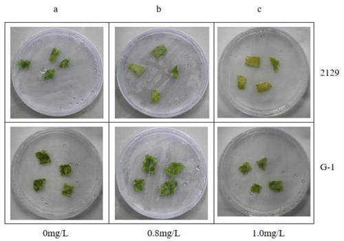 Figure 7. Glyphosate resistance test on leaves of 2129 in vitro.Excised leaves of 2129 and G-1 exposed to different concentrations of glyphosate in vitro: 0 mg/L (a), 0.8 mg/L (b), 1.0 mg/L (c).