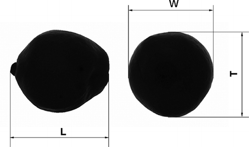 Figure 1 Three linear dimensions of the fruit on the digital image.