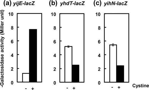 Fig. 1. Induction of yijE promoter and repression of yhdT and yihN promoters by addition of cystine.Notes: The reporter strains containing yijE-lacZ (a), yhdT-lacZ (b), and yihN-lacZ (c) (see Materials and methods) were grown in M9-glucose with (black bars) and without (white bars) cystine (10 μM) until log phase, and then subjected to β-galactosidase assay.