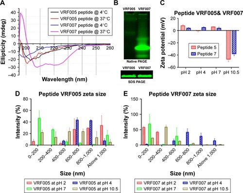 Figure 1 (A) CD spectroscopy of peptides (VRF005 and VRF007) at two different temperatures, 4°C and 37°C. The experiments were performed in triplicate. (B) Native and SDS-PAGE of peptides (VRF005 and VRF007). (C) Zeta potential of peptides (VRF005 and VRF007). (D, E) Dynamic light scattering of peptides (VRF005 and VRF007) at different pH levels.Abbreviation: CD, circular dichroism.