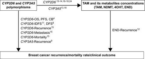 Figure 2 A diagram of CYP2D6, CYP3A5 polymorphisms, and breast cancer outcomes from previous research.