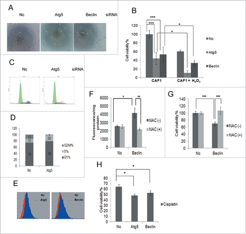 Figure 3. Autophagy protects ovarian CAF1 cells against oxidative stress by inhibiting ROS production. (A) The representative images of CAF1 cells with knockdown of indicated siRNA and treated with H2O2. Nc: negative control siRNA. (B) The effect of blockage of autophagy on cell viability and H2O2-induced cell death of CAF1 cells. CAF1 cells were reverse transfected with the indicated siRNA for 48 h in 96-well plate in triplicate, treated with or without 1 mM H2O2 for 2 h. The cell viability was measured with MTT assay (mean ± SD, n = 3). (C) Cell cycle analysis of CAF1 cells transfected with Nc or Atg5 siRNA for 48 h. (D) The cell cycle phase distribution in CAF1 cells transfected with Nc or Atg5 siRNA for 48 h (as in C). (E) ROS measurement of CAF1 cells transfected with Nc, Atg5 or Beclin siRNA for 48 h by flow cytometry. (F) NAC decreased ROS production in Beclin knockdown CAF1 cells. Cells were transfected with Nc or Beclin siRNA for 24 h, incubated with or without NAC (5 mg/ml) for 2 h, and further cultured in complete media for another 24 h. Cells were stained with H2DCF (20 μM) and lysed with RIPA buffer. The fluorescence was read with a fluorometer and normalized to protein concentration (mean ± SD, n = 4). (G) NAC restored cell viability of Beclin knockdown CAF1 cells. Cells were prepared the same way as in (F). Cell viability was measured by MTT assay (mean ± SD, n = 4). (H) The effect of blockage of autophagy on cisplatin-induced cell death of CAFs. CAF1 cells were reverse transfected with the indicated siRNA for 24 h in 96-well plate in triplicate, treated with 100 μM cisplatin for another 24 h. The Cell viability was measured with MTT assay (mean ± SD, n = 3).