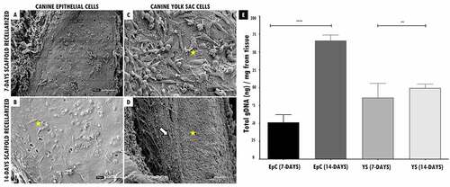 Figure 3. Genomic DNA quantify and SEM of recellularized tracheal scaffolds (7 and 14 days) with EpC and YS cells. In (a-b) canine trachea recellularized with EpC (7 and 14 days of in vitro culture) respectively. In (c-d), canine trachea recellularized with YS (7 and 14 days of in vitro culture). Observe the adhesion of cell types in the hyaline cartilage region of the trachea (star). Preserved organ structure, allowing cell/ECM interaction. In the perichondrium region (empty arrow), it is possible to have cells anchored in the collagen fibers of the tissue. (e) N = 3. Average ± DS. Anova ****p < 0,0001; ** p < 0,01. Scale bar: (A, B and D: 100 µm) (C: 30 µm).