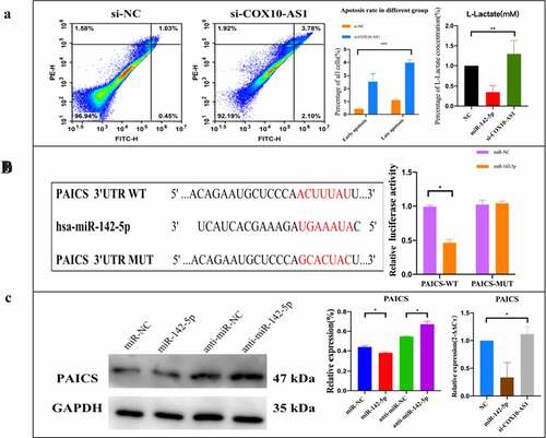 Figure 6. The effect of COX10-AS1/miR-142-5p/PAICS axis on the proliferation of NSCLC cells. (a): Annexin V-FITC/PI apoptosis detection and lactic acid content detection. (b): miR-142-5p/ PAICS interaction was detected. (c): Regulation of COX10-AS1/miR-142-5p on PAICS gene and protein expression