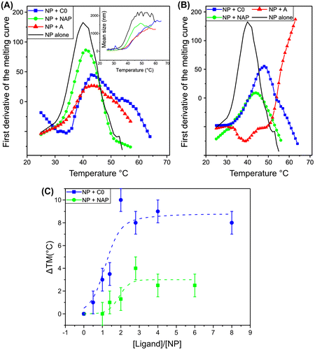 Figure 3. Comparison of the apparent Tm of NP (5 μM) alone and NP complexes with naproxen, naproxen C0 and A. The melting curves were obtained by monitoring the mean diameter as a function of temperature (inset, Figure 3A). The first derivatives of the melting curves are shown in the presence of: A: 1/1 ligand /NP ratio compared to NP alone (black), green: NP + naproxen, blue: NP + naproxen C0, red NP + naproxen A; B: 3/1 NP ratio, same colour as in A. C: comparison of the stabilization of NP quantified by the difference in Tm value of NP + ligand compared to free NP alone as a function of the ratio ligand over NP (Dose response), green: naproxen, blue: naproxen C0. The dotted lines correspond to fits of the data to a simple dose response curve.