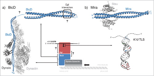 Figure 5. Transport and anchoring. (a) Schematic representation of Egl-BicD mediated transport of K10 mRNA. Structural information is currently available for K10 TLS (PDB 2KE6Citation33); for the first and second coiled coil regions of BicD in complex with the Dynein:Dynactin molecular motor (PDB 5AFUCitation82); and for the C-terminal coiled coil region of BicD, with the Egl-binding site defined by mutation analysis (PDB 4BL6Citation83). Still unknown are the molecular details of Egl interaction with the RNA and with BicD, as well as the connection between BicD N-terminal and C-terminal coiled coil domains. (b) Crystal structure of a fragment of Mira coiled coil region bound to the fifth dsRBD (dsRBD5) of Stau (PDB 5CFFCitation91). BicD and Mira both act as homodimers.