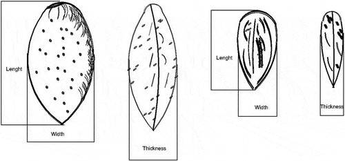 Figure 2. The measurement of fruit and kernel dimensions.