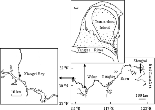 Figure 1. Sampling locations for Neosalanx taihuensis in Three-Gorges Reservoir (TGR) at the Xiangxi Bay and in Tian-e-zhou Oxbow (TEO), showing the position of the bay (•) and the oxbow (▴), a flood-regulating weir (□) and Three-Gorges Dam (+++) in the middle and lower reaches of the Yangtze River.