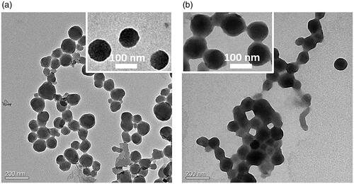 Figure 2. TEM of the DOX NCs (a) before and (b) after CSOA coating.