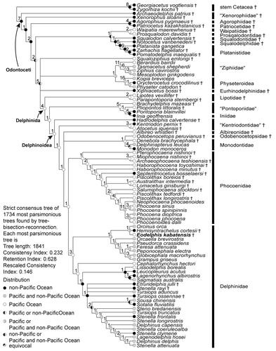 Figure 7 Morphological cladistic and paleobiogeographic analysis of Delphinidae and relationships of Eodelphis kabatensis (Horikawa, Citation1977). The strict consensus of 1734 most parsimonious trees, found by tree bisection-reconnection. Decay indices are indicated above the nodes. Taxa are parenthesized by quotation marks are paraphyletic or polyphyletic taxa.