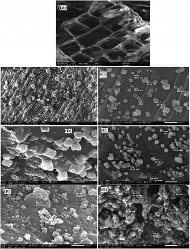 Figure 2. Scanning electron microscope of (a) raw biosorbent, (b, C) after treatment by nano-magnetic and nano silver particles, (D and E) after adsorption by Cd on nano-magnetic and nano silver particles and (F and G) after adsorption by Ni on nano-magnetic and nano silver particles.