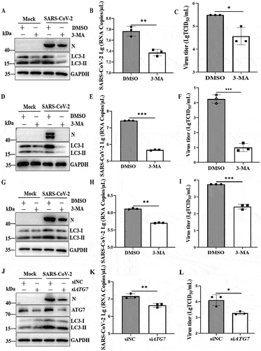 Figure 2. Inhibition of autophagosome formation suppresses viral yields. (A) Caco2 cells were pretreated with DMSO or 3-MA (5 mM) for 6 h and then either mock infected or infected with SARS-CoV-2 (MOI = 0.01) for 24 h. Cell lysates were evaluated by western blotting using specific antibodies for LC3 and intracellular virion production. (B) Quantification of extracellular viral RNA from SARS-CoV-2-infected Caco2 cells treated with 3-MA by real-time quantitative PCR. (C) Supernatants of SARS-CoV-2 (MOI = 0.01)-infected Caco2 cells were harvested at 24 hpi, and extracellular virus titers were determined by the TCID50 assay. Vero-E6 cells were pretreated with 3-MA (5 mM) and infected with SARS-CoV-2 as in (A). Cells were harvested and analyzed by western blotting (D), and supernatants of virus-infected cells were used to determine extracellular viral RNA (E) and extracellular virus titers (F). HeLa-ACE2 cells were pretreated with 3-MA (5 mM) and infected with SARS-CoV-2 as in (A). The cells were harvested and analyzed by western blotting (G), and the supernatants of virus-infected cells were analyzed for extracellular viral RNA (H) and extracellular virus titers (I). (J) HeLa-ACE2 cells were transfected with siNC (100 nM) or siRNA targeting the ATG7 gene (siATG7, 100 nM) and then infected with SARS-CoV-2 (MOI = 0.01) or mock infected. The cells were harvested and subjected to western blot analysis. (K) Quantification of viral RNA of extracellular virion production by real-time quantitative PCR. (L) Viral titers of extracellular virion production in ATG7 gene-knockdown cells by TCID50. The quantification results were expressed as viral RNA copy numbers per μL of RNA from a sample of SARS-CoV-2-infected cells. TCID50 was calculated using Reed-Munch mathematical analysis. Data were presented as the mean ± SD from three replicates. *, p < 0.05; **, p < 0.01; ***, p < 0.001.