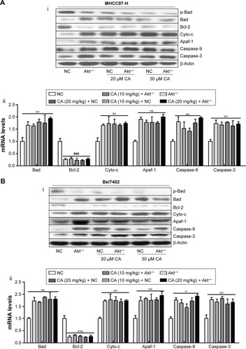 Figure 9 The effect of carnosic acid on apoptosis via Bcl-2-associated death promoter (Bad) pathway in Akt-deficient liver cancer cells.Notes: (A) Western blot analysis for the expression of Bad pathway (i), and mRNA levels were detected via RT-PCR (ii) in MHCC97-H cells. (B) Western blot analysis for the expression of Bad pathway (i), and mRNA levels were detected via RT-PCR (ii) in Bel7402 cells. Data are expressed as the mean ± standard error of the mean, *P<0.05, **P<0.01, ***P<0.001 versus NC group.Abbreviations: RT-PCR, reverse transcription-polymerase chain reaction; NC, negative control; CA, Carnosic acid.