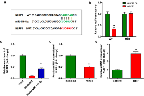 Figure 4. NLRP1 is targeted by miR-149-5p. A Binding sites between miR-149-5p and NLRP1 predicted by TargetScan. B-C Dual-luciferase reporter and RNA pull-down assays conducted to verify the relationship between NLRP1 and miR-149-5p. D The NLRP1 expression detected by RT-qPCR. E The NLRP1 expression in NPCs. **P < 0.01. **P < 0.01.