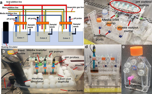 Figure 1. A) Schematic and B) operating photograph of MiCoMo showing major components. The reactors are kept in water bath during operation with ping-pong balls to minimize evaporation. The whole device is kept in BSC to minimize risks of contamination. C) Major pumps and tubing connection of MiCoMo. Two multi-channel pumps transfer media in and remove waste from all reactors, while two single channel pump control acid and base addition for each reactor through connection ports at the back of reactors. At beginning of each experiment fecal slurry is seeded into each reactor manually through seeding port at the front of reactor. D) Front view of MiCoMo, with one reactor with media and pH probe. E) Picture of individual MiCoMo reactor. Luer-lock ports connect media inlet, water removal, gas vent, gas sparge inlet and acid/base addition, respectively.