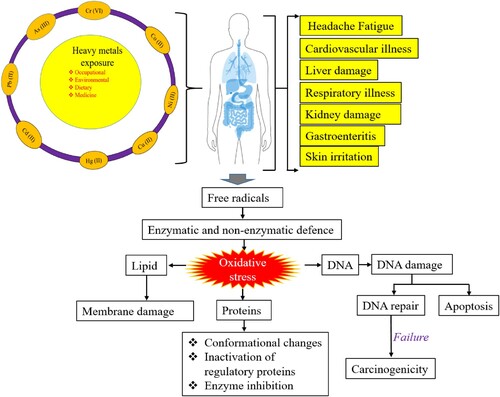 Figure 2. Heavy metal exposure and toxicity in humans.