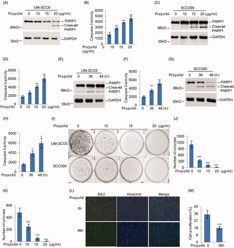 Figure 1. Propofol inhibits OSCC cell growth and promotes cell apoptosis. (A–D) UM-SCC6 and SCC090 cells were treated with propofol at the indicated concentrations, and cleaved PARP1 and Caspase 3 activity was detected. (E–H) UM-SCC6 and SCC090 cells were treated with 20 μg/ml propofol for the indicated times, and cleaved PARP1 and Caspase 3 activity was detected. (I–M) UM-SCC6 and SCC090 were treated with propofol as indicated. Cell proliferation was analyzed by colony formation and EdU assays. For (B), (D), (F), (H), (J), (K) and (M), the results are representative of three independent experiments, and the data are shown as the means ± s.d. Student’s t-test, *p < .05, **p < .01, ***p < .001.