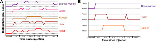 Figure 5 Overall evaluation of inflammatory response (A) and cellular damage (B) after injection of Fe3O4@AuNPs in rats.