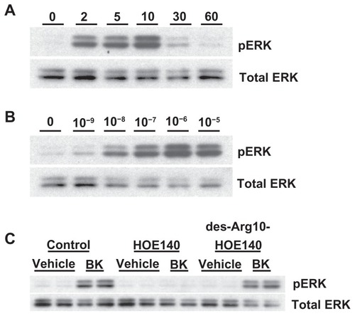 Figure 4 Bradykinin stimulates ERK phosphorylation in A498 cells.Notes: (A) Time course: A498 cells were stimulated with 100 nM of BK for the indicated periods of time. ERK phosphorylation was measured by immunoblotting with anti-phospho-ERK antibodies, as described in the Materials and methods section. (B) Concentration response: A498 cell were stimulated with the indicated concentrations of BK for 5 minutes. (C) BK-induced ERK phosphorylation is mediated by the B2 receptor: cells were pretreated for 30 minutes with a vehicle, with 1 μM of HOE140, or with 1 μM of des-Arg10-HOE140, then stimulated with 100 nM BK for 5 minutes. Representative phospho-ERK blots are shown. The same blots were stripped and reprobed with antibodies for total ERK to assure the equal loading of a protein sample on a gel (total ERK). Experiments were performed at least three times.Abbreviations: BK, bradykinin; ERK, extracellular signal-regulated kinase.