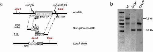 Figure 3. Targeted deletion of the F. oxysporum crpF gene. (a) Targeted gene replacement strategy using a disruption construct obtained by fusion PCR with HygR cassette as selective marker. Relative positions of primers used for PCR and probe (dashes bars) are indicated. (b) Southern blot analysis of gDNA from wt strain and transformants. gDNAs were digested with Sma I and Sac II to detect deletion and complementation of crpF. The Southern blot image provided comes from two nitrocellulose membranes. The images were manipulated with the objective of only show the interesting transformants.