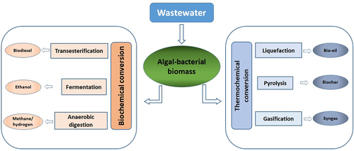 Figure 5. Conversion technologies for biofuel production from algal-bacterial biomass [Citation225].