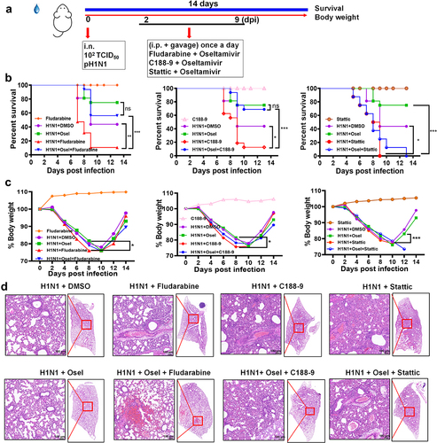 Figure 6. Inhibition of STAT1 and/or STAT3 aggravated low-dose pH1N1 infection-induced lung damage and decreased survival rate. (A) BALB/c mice were infected with 102 TCID50 doses of pH1N1 and treated by different drug combinations at 2 dpi for 7 days. Survival rate (B) and body weight changes (C) following treatment with Fludarabine/C188-9/stattic, DMSO, Oseltamivir, Oseltamivir + Fludarabine, Oseltamivir + C188–9 or Oseltamivir + Stattic. (D) Lung tissue injury was assessed by H&E staining. Data are representative of two independent experiments (n = 8–16 for each group). In Figure B and C, *, **, and *** represent p <0.05, p <0.01, and p <0.001, respectively, when comparing the different treatment groups. Osel = Oseltamivir.