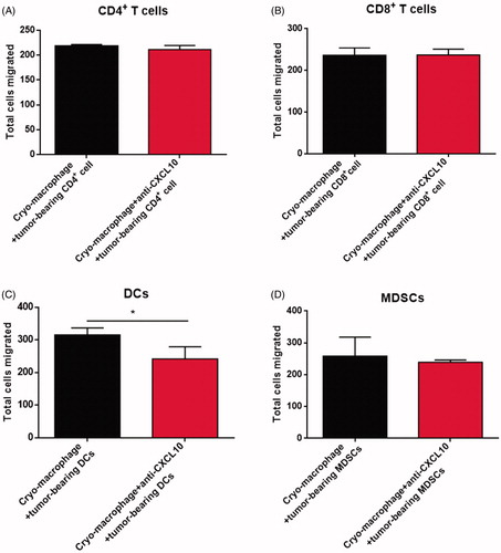 Figure 2. CXCL10 production by splenic macrophages after cryo-thermal therapy promoted DCs migration in vitro. The total migrated cells were counted in CD4+T cells (A), CD8+T cells (B), DCs (C) and MDSCs (D). All data were shown as mean ± SD. *p < .05. Data for bar graphs were calculated using Student’s t-test.