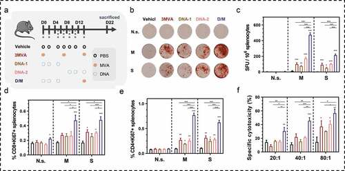 Figure 4. Immunogenicity evaluation of DNA prime-modified vaccinia Ankara (MVA) boost strategy. (a) Schematic of the vaccination regime; total four to five mice in each group. (b, c) Representative images of ELISpot and quantification of ELISpot SFUs in groups. (d, e) Percentage of proliferative CD4+ T (CD4+Ki67+) or proliferative CD8+ T (CD8+Ki67+) in splenocytes after stimulation with survivin or MUC1 protein. (f) Cytotoxicity evaluation of MVA vaccine-immunized mice (E: T, effector: target cells ratio). N.s., nonspecific protein; M: MUC1 protein; S, survivin protein. Groups drawn in colors: Vehicle (PBS; black), 3MVA (red), DNA-1 (brown), DNA-2 (pink), D/M (blue). One-way ANOVA followed by LSD analysis was performed to analyze the significant differences between groups. *P < .05; **P < .01; ***P < .001