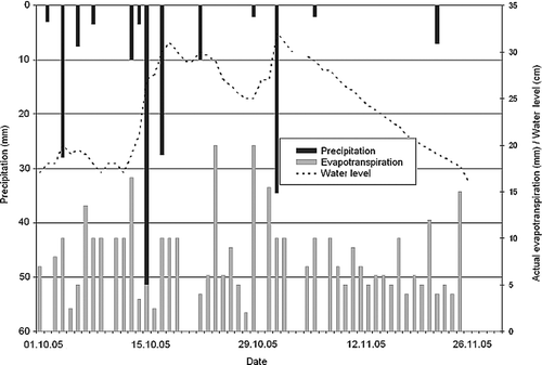 Fig. 6 Evapotranspiration from the October/November 2005 depression experiment showing daily evaporation rates as well as correlation between rainfall events and water-level fluctuations.