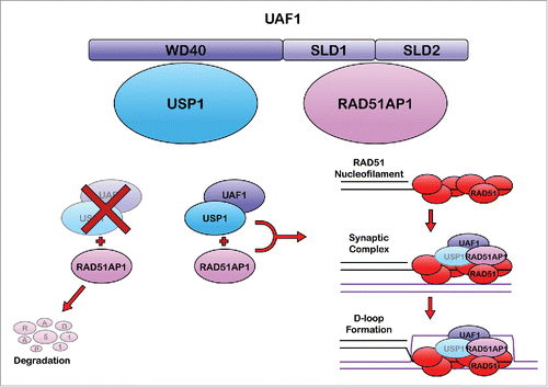 Figure 1. Speculative schematic of the role of the USP1-UAF1-RAD51AP1 complex in HR. UAF1 binds to USP1through its WD40 domain, and RAD51AP1 through its SLD1/2 domains. In the absence of either UAF1 or USP1, RAD51AP1 is degraded by the proteasome. Following RAD51 nucleofilament formation, RAD51AP1 is required for synaptic complex and D-loop formation. This is promoted by the presence of UAF1, however the role of USP1 in this process remains unclear. On the right side of this figure, USP1 is depicted in gray font to signify its uncertain role in this process.