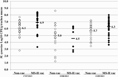 Figure 7. Quantitative results of the differentiating M. synoviae qPCR performed on trachea swabs of birds from layer farm D (MS-H vaccinated (MS-H vac)) and the neighbouring layer farm (non-vaccinated (non-vac)) at three different time points. Field M. synoviae (◊), MS-H (♦) and mean quantitative results for field M. synoviae (□) and MS-H (▪) are indicated.