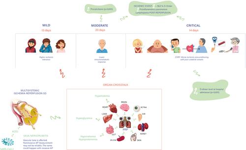 Figure 6 Pathophysiological hypothesis and clinical-demographic phenotypes of COVID-19 infection. CVRF: Cardiovascular Risk Factors.