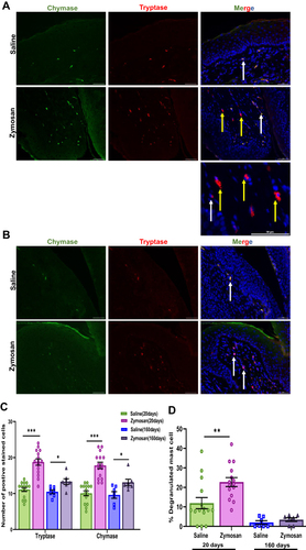 Figure 3 Short and long-term effects of zymosan challenges in the vulva on mast cell. (A) Positively stained cells with mast cell chymase and tryptase in the zymosan and the saline group after 20 days of the 3rd round. Mast cell chymase (green; White arrows) and tryptase (red; white arrows), diffuse tryptase (Yellow arrows) merged with dapi stain (blue) scale bar: 50 µm. (B) Positively stained cells with mast cell chymase and tryptase in the zymosan and the saline group after 160 days of the 3rd round. Mast cell chymase (green; White arrows) and tryptase (red; white arrows) merged with dapi stain (blue) scale bar: 50 µm. (C) The number of positively chymase or tryptase stained cells in zymosan and saline groups after 20 and 160 days of the 3rd round (n=7-15 per group). (D) The percentage of degranulated mast cells among zymosan and saline groups after 20 and 160 days of the 3rd round (n=7-15 per group). Mean ± SEM. *P<0.05, **P<0.005, ***P<0.001.