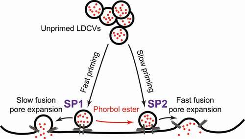 Figure 6. Schematic diagram of the two-subpopulation model of releasable LDCVs in PC12 cells. Vesicles can be parallelly primed into two distinct releasable states. Vesicles in the two states form subpopulations of releasable vesicles (SP1 and SP2). SP1 vesicles are primed quickly, whereas SP2 vesicles are primed slowly. In response to stimulation, SP2 vesicles exhibit faster fusion pore dilation and more thorough membrane fusion than SP1 vesicles. In the presence of phorbol ester, SP1 vesicles can be switched to SP2.