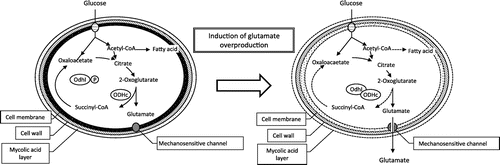 Fig. 2. Glutamate production mechanism in Corynebacterium glutamicum.