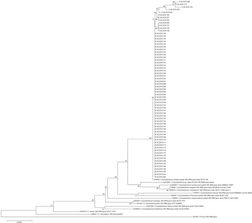 Figure 1 Phylogenetic tree based on neighbor-joining method using 16S rRNA gene sequences.Notes: Distance estimations were calculated using the Kimura two-parameter model. Bootstrap percentages after 1,000 simulations are shown. The Actinomyces bovis (T) X81061 sequence was used as an outgroup.