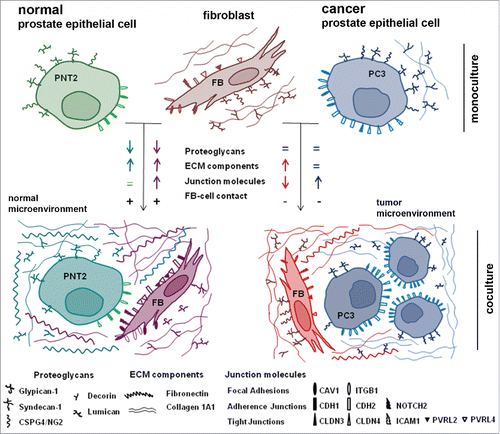 Figure 7. Schematic representation of a running hypothesis for fibroblast – prostate epithelial cells interactions.