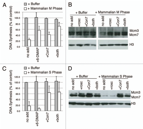 Figure 4 Nature of licensing inhibitor in M phase and S phase hamster extracts. (A and C) Step 1 of the licensing assay was performed with highspeed Xenopus extract mixed with buffer alone (grey) or with M phase (A; ratio of 1:1) or S phase (C; ratio of 3:1) CHO extract (white). Prior to mixture, buffer or CHO extracts were supplemented with the Cdk inhibitor 6-DMAP (3 mM), a geminin-neutralizing fragment of Cdt1 (amino acids 193–447; Con7, 5 ng/µl), or both inhibitors simultaneously. DNA synthesis in Step 2 is expressed as a percentage of that obtained with buffer alone. Shown are the means of three experiments with independent extract batches and error bars show standard deviation. (B and D) Xenopus sperm chromatin was incubated with high-speed Xenopus extract mixed with buffer (+Buffer) or hamster M-phase (B) or S-phase (D) extract supplemented with inhibitors as in (A and C) except that Roscovitine (rosco, 40 µM) was substituted for 6-DMAP as a more potent and specific inhibitor of Cdk activity. Following the 25 min Step 1 incubation period, sperm chromatin was isolated and subjected to immuno-blotting to evaluate Mcm protein loading.