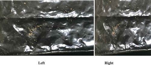 Figure 1. L-acidophilus encapsulated with Sodium alginate [left] and with carrageenan [right]