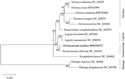 Figure 1. Phylogenetic tree reconstruction of the newly sequenced Veronicastrum axillare and other representative plants from the Veroniceae tribe, Plantaginaceae and Scrophulariaceae family. The tree was constructed using a maximum likelihood analysis by MAGE 7.0 based on the complete chloroplast genomes. The models of K2P and G + I were selected for maximum-likelihood analyses with 500 bootstrap replicates to calculate the bootstrap values. The newly determined chloroplast genome was marked with bold. The GenBank accession numbers were listed following the species name.