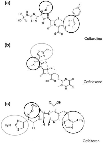 Figure 2 Structural formulas of three representative cephem molecules and functional groups determining spectrum activity. Ceftaroline (Fifth generation) (a) is characterized by the presence of the thiazole-pyridine rings in C3 position conferring broad-spectrum activity against Gram-positive species. Ceftriaxone (Third generation) (b) carries the methoxyimino group and the aminothiazole substitution in the C7 side chain, granting a good β-lactamase stability and a higher activity on Gram-negative bacteria. Cefditoren (Third generation) (c) possess all these functional groups and possess full spectrum of activity both on Gram-positive and Gram-negative bacteria. Black circle, methoxyimino group (beta-lactamase stability); grey circle, aminothiazole group (activity against Gram-); dashed circle, methylthiazole group (activity against Gram+).