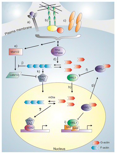 Figure 2. Rho GTPases as regulators of gene-specific transcription factors. Different plasma membrane receptors (a) and mechanical signals mediated by either cell-extracellular matrix adhesions (b) or cell-cell contacts (c) regulate Rho GTPase activity, which promotes actin polymerization (d). These same signals also act upstream of the Hippo-pathway (e), where activation of Mst1/2 and Lats1/2 kinases exclude YAP/TAZ from the nucleus, and prevent it from activating TEAD-mediated transcription. MKL1 is a sensor for actin monomer levels, and actin-binding inhibits nuclear import of MKL1 (f), and enhances its nuclear export (g). Upon actin polymerization, the actin monomer levels decrease and actin-free MKL1 can enter the nucleus (h). In the nucleus, actin-free MKL1 can activate SRF-mediated transcription (i). Actin filaments (or their subpopulation) also regulate the Hippo-pathway, and the regulation can occur either through a Lats-dependent mechanism (j) or directly at YAP/TAZ (k), via an unknown mechanism. Membrane molecules may therefore influence YAP/TAZ activity directly through the regulation of Hippo pathway or through Rho GTPase-dependent actin regulation. The contribution of nuclear actin in YAP/TAZ regulation has not been studied, as indicated by a question mark.