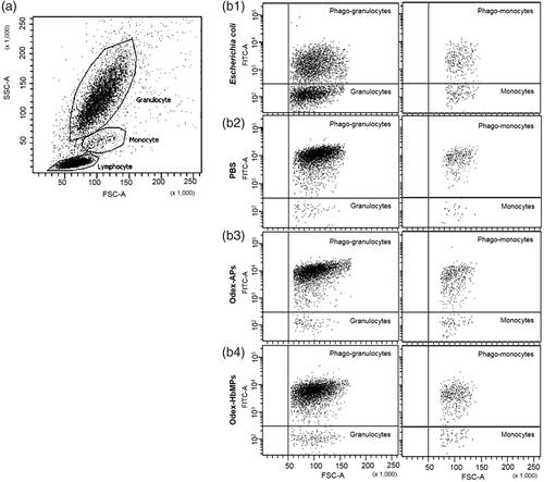 Figure 4 Flow cytometric dot plot of human peripheral blood leukocytes. (a) Sub-populations of leukocytes can be distinguished based on forward scatter (relative size) and side scatter (relative complexity). Granulocyte are large and complex; monocytes are slightly larger than lymphocytes and less complex than granulocyte, while lymphocytes are smaller and less complex. (b) Dot plots FITC/FSC demonstrate the phagocytic activity of granulocytes (left panel) and monocytes (right panel) detected with FITC-labelled E. coli. Preincubation with different particles was performed for 120 min. (b1) Preincubation of leukocytes with non-stained E. coli (positive control), (b2) Preincubation of leukocytes with PBS (negative control), (b3) Preincubation of leukocytes with Odex-APs, (b4) Preincubation of leukocytes with Odex-HbMPs.